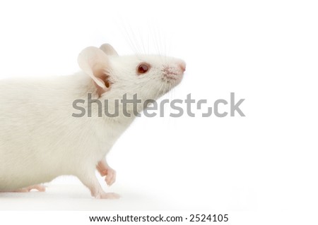 White Mouse in front of a white background