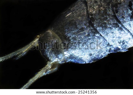 Micro photo: Silverfish