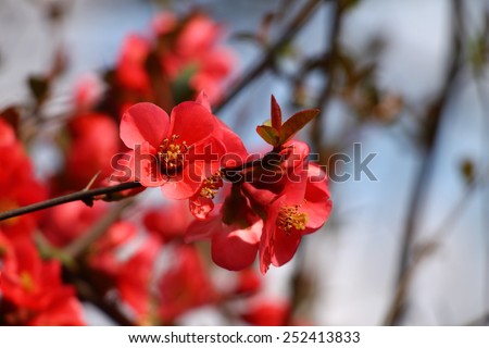 Japanese quince - Chaenomeles, small spring red flowers
