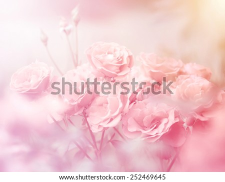 Pink roses in soft color, Made with blur style for background Royalty-Free Stock Photo #252469645