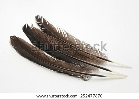 brown feathers 