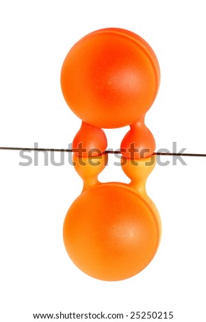 orange eggs on the legs