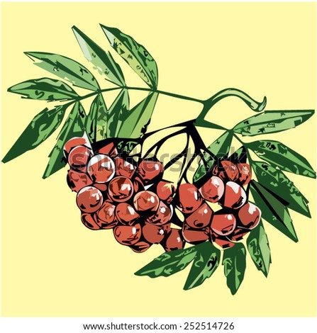 Branch with berries. Rowanberry. Vector. 3 Yellow background. Vector illustration.