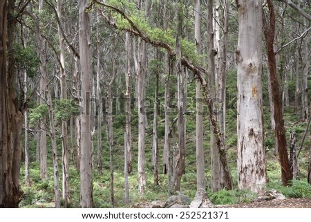 Native trees of the Boranup Karri Forest in the Margaret River region south of Perth, Western Australia, Australia. Royalty-Free Stock Photo #252521371
