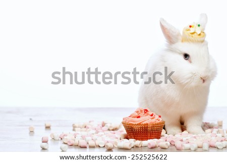 Adorable birthday gift. Closeup image of a cute white bunny sitting by the delicious cupcake and marshmallows isolated on white background with copy space