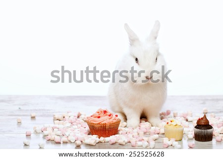 Adorable birthday gift. Closeup image of a cute white bunny sitting by the delicious cupcakes and marshmallows isolated on white background with copy space