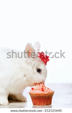 Adorable birthday gift. Closeup side view image of a cute white bunny with a ribbon on head easting the delicious cupcake isolated on white background with copy space