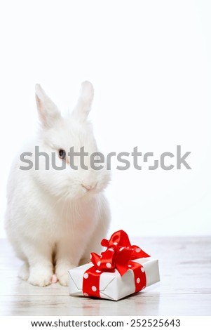 Adorable birthday gift. Closeup image of a cute white bunny sitting by the gift box with red ribbon isolated on white background with copy space