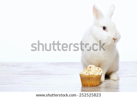 Adorable birthday gift. Closeup image of a cute white bunny sitting by the delicious cupcake  isolated on white background with copy space