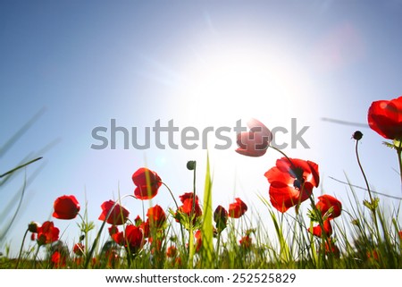 low angle photo of red poppies against sky with light burst. 