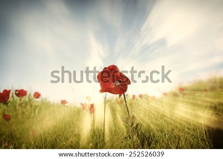 low angle photo of red poppies against sky with light burst 