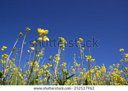 low angle photo of flowers against crisp blue sky . selective focus 