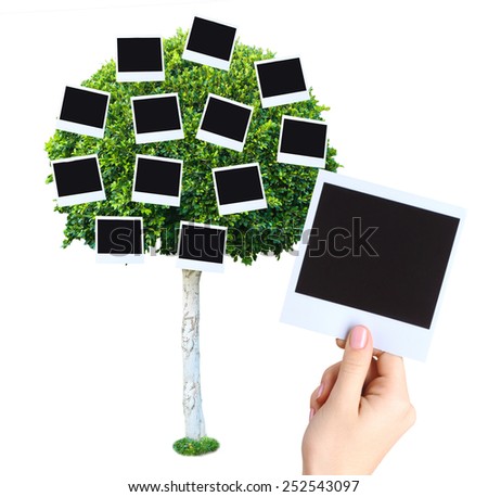 Big green tree with photo cards on it isolated on white