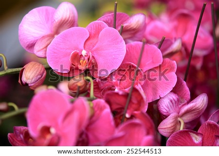 moth orchid 