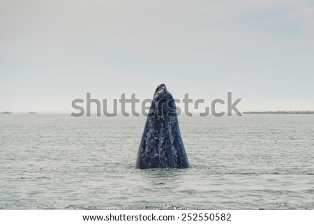 grey whale mother nose going up in the Pacific ocean