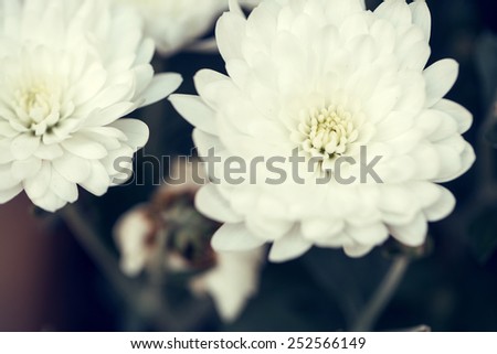 big white vintage flowers