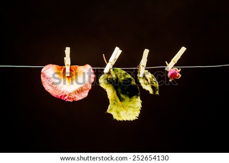 Rose leaves and petals with small laundry nippers and a thin wire on black background