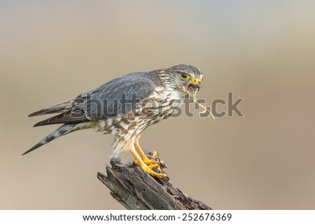 A female Merlin with its fresh catch at Coyote Hills Regional Park of Fremont, California. Royalty-Free Stock Photo #252676369