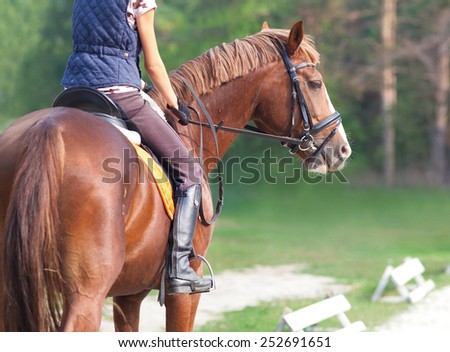 young woman rider and horse in training place Royalty-Free Stock Photo #252691651