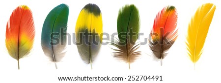 Bird, Beautiful Macaw feathers. Royalty-Free Stock Photo #252704491