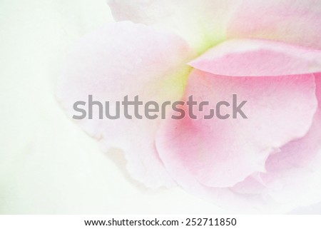 Sweet pink rose on mulberry paper texture for background