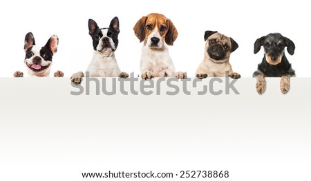 Five dogs looking over a wall