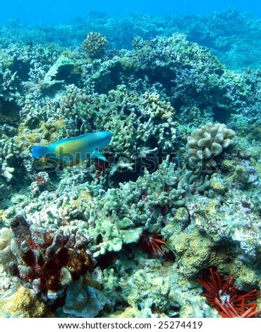 Parrotfish & Coral