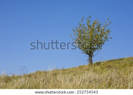 Lonely tree against a clear blue sky, space for text.