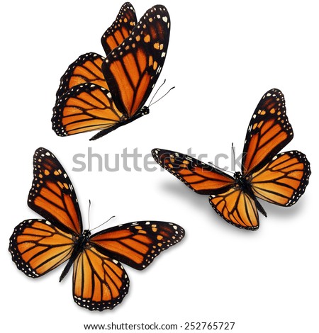 Three monarch butterfly, isolated on white background  Royalty-Free Stock Photo #252765727