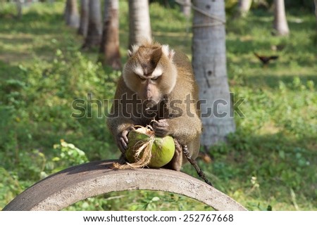 Southern Pig-tailed Macaque, Ko Samui, Thailand
