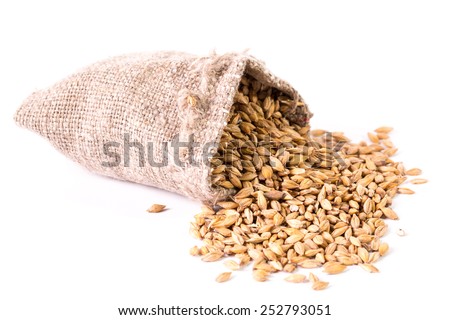 barley  Royalty-Free Stock Photo #252793051