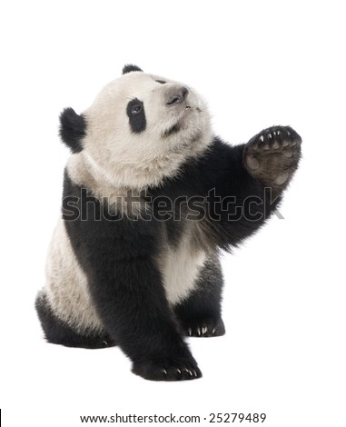 Giant Panda  (18 months)  - Ailuropoda melanoleuca in front of a white background