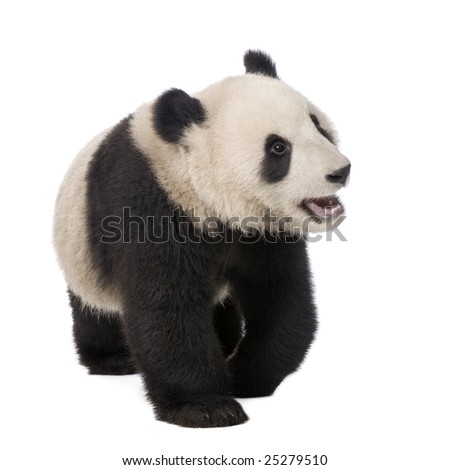 Giant Panda  (18 months)  - Ailuropoda melanoleuca in front of a white background