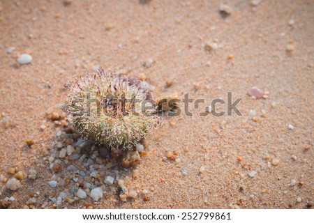 Close up of Urchin macro photography at the beach background in Thailand