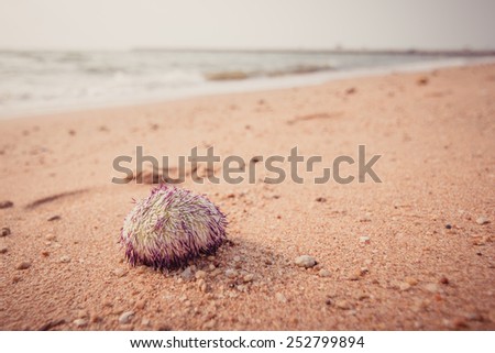 Close up of Urchin macro photography at the beach background in Thailand