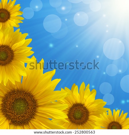 Yellow sunflowers in the sunlight isolated top view border on abstract nature background of color blue sky