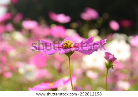 cosmos flowers pink wall background green nature garden color blooming petal beautiful