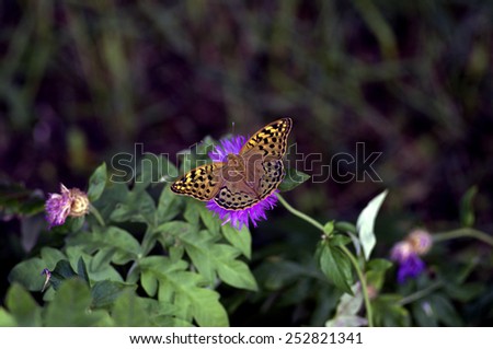 Beautiful butterfly sitting on flower