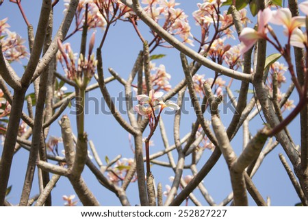 closeup flower picture of pink variant of Plumeria rubra, natural lighting