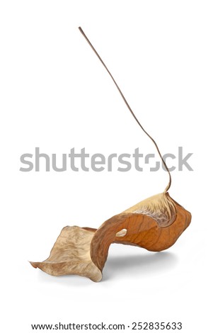 Dry leaf on white background