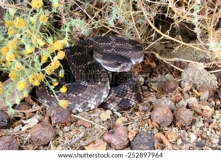 Portrait of a Southern Pacific Rattlesnake (Crotalus viridis helleri).