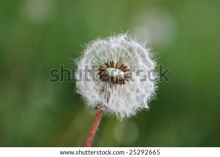 Picture of a dandelion with green background