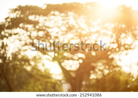 Bokeh leaf with sunlight, warm tone color use for background