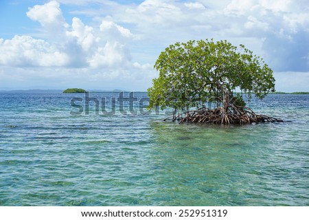 Secluded mangrove tree in the water with an island at the horizon, Caribbean sea, Panama, Bocas del Toro archipelago