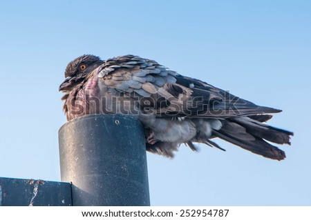  pigeon on street lamp
