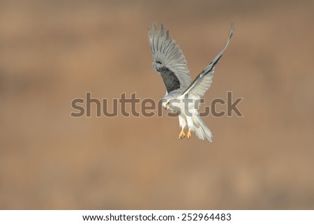 White-tailed Kite Royalty-Free Stock Photo #252964483