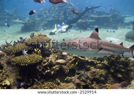 Blacktip Reef Shark (Carcharhinus melanopterus) swimming over reef, with skindiver taking photo.