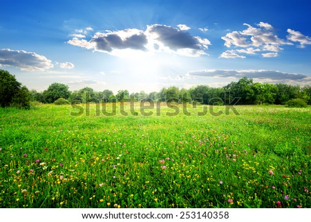 Field flowers on a beautiful spring meadow