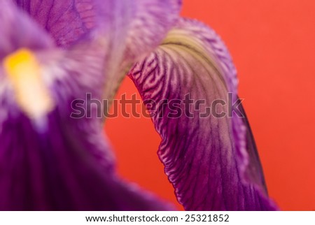 Iris flower closeup