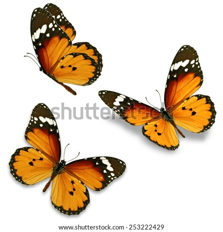 Three orange butterfly isolated on white background Royalty-Free Stock Photo #253222429